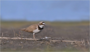 <p>KULÍK ŘÍČNÍ (Charadrius dubius) Varnsdorf /Little ringed plover - Flussregenpfeifer/</p>